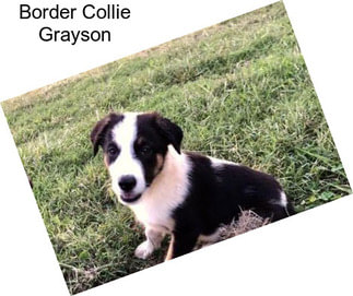 Border Collie Grayson