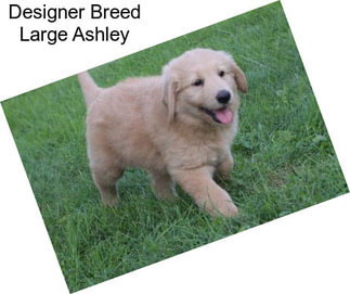 Designer Breed Large Ashley