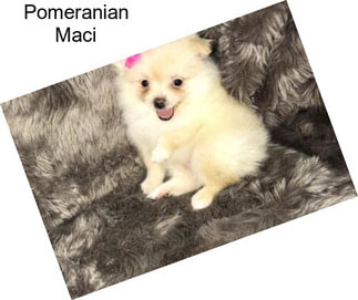 Pomeranian Maci