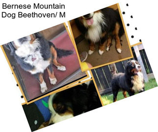 Bernese Mountain Dog Beethoven/ M