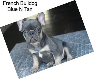 French Bulldog Blue N Tan