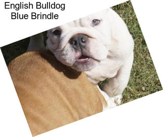 English Bulldog Blue Brindle