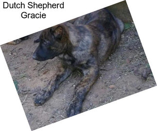 Dutch Shepherd Gracie