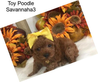 Toy Poodle Savannaha3