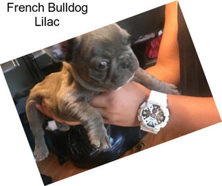 French Bulldog Lilac