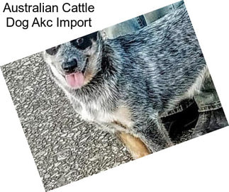 Australian Cattle Dog Akc Import