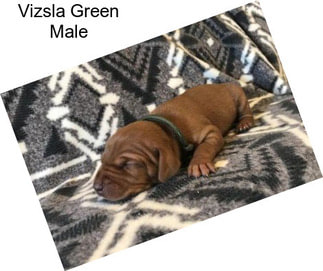 Vizsla Green Male