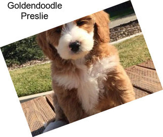 Goldendoodle Preslie