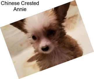 Chinese Crested Annie