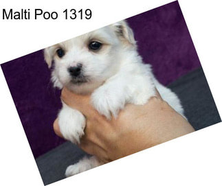 Malti Poo 1319