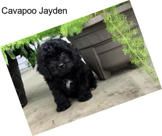 Cavapoo Jayden