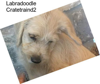 Labradoodle Cratetraind2