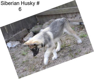 Siberian Husky # 6