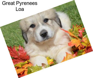 Great Pyrenees Loa