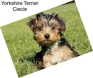 Yorkshire Terrier Ciecie