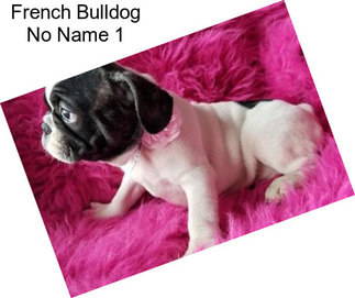 French Bulldog No Name 1