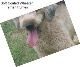 Soft Coated Wheaten Terrier Truffles