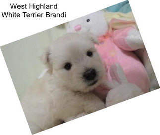 West Highland White Terrier Brandi
