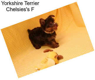 Yorkshire Terrier Chelsies\'s F