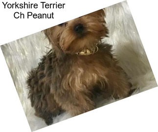 Yorkshire Terrier Ch Peanut