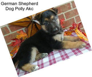 German Shepherd Dog Polly Akc