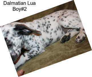 Dalmatian Lua Boy#2