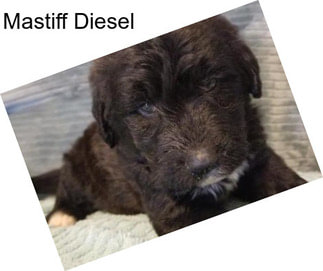Mastiff Diesel