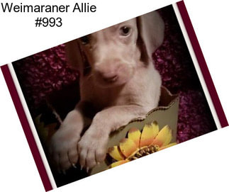 Weimaraner Allie #993