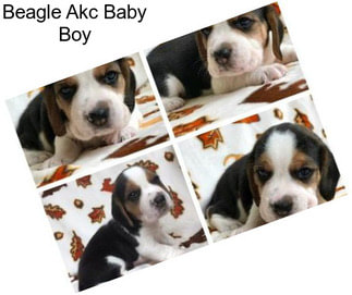 Beagle Akc Baby Boy