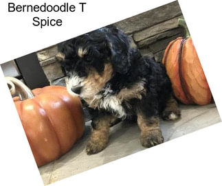 Bernedoodle T Spice