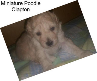 Miniature Poodle Clapton