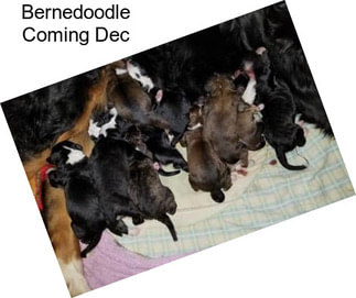 Bernedoodle Coming Dec
