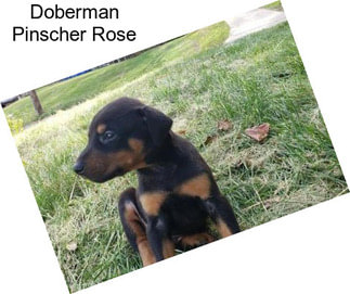 Doberman Pinscher Rose