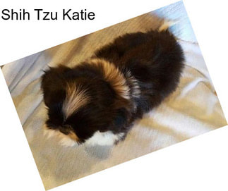 Shih Tzu Katie