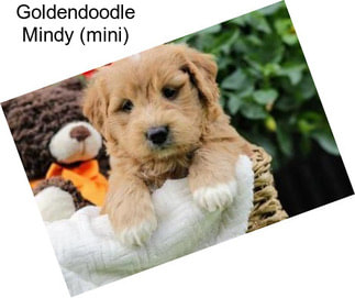 Goldendoodle Mindy (mini)