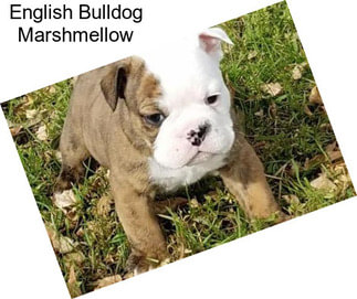 English Bulldog Marshmellow