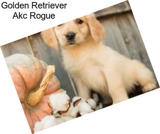 Golden Retriever Akc Rogue