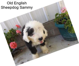 Old English Sheepdog Sammy