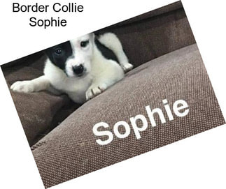 Border Collie Sophie