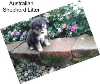 Australian Shepherd Litter