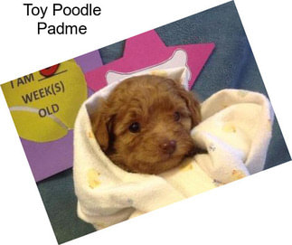 Toy Poodle Padme