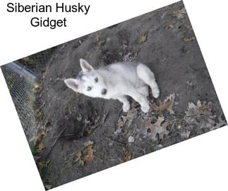 Siberian Husky Gidget