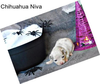 Chihuahua Niva