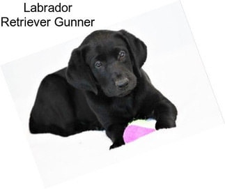 Labrador Retriever Gunner