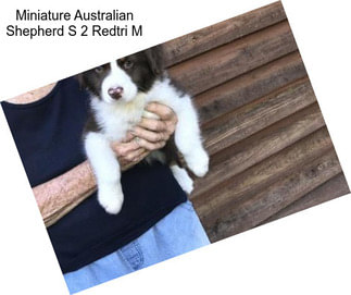 Miniature Australian Shepherd S 2 Redtri M