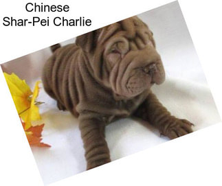 Chinese Shar-Pei Charlie