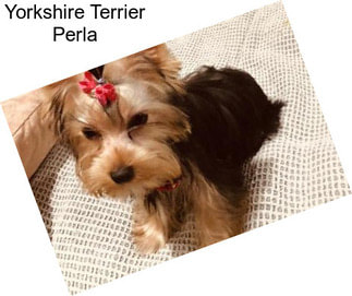 Yorkshire Terrier Perla