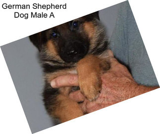 German Shepherd Dog Male A