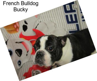 French Bulldog Bucky