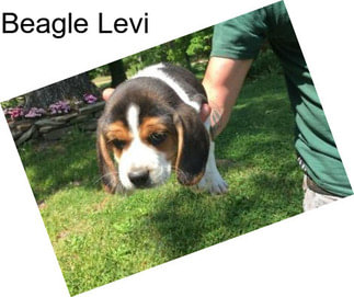 Beagle Levi